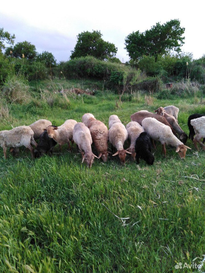Овцематки купить на Зозу.ру - фотография № 2