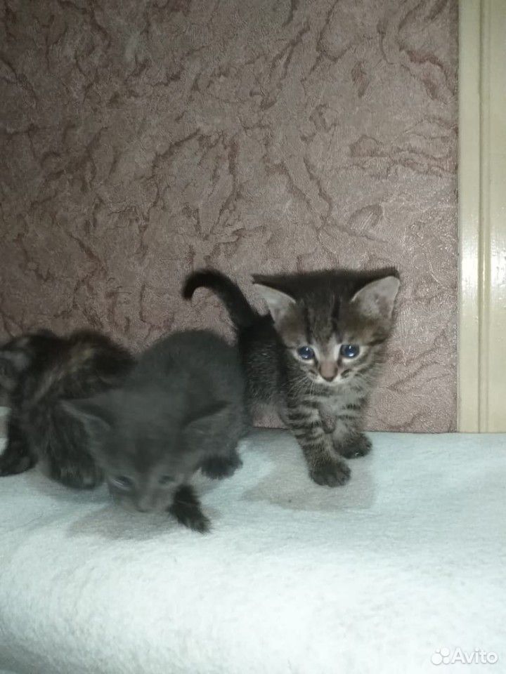 Кошка и котята купить на Зозу.ру - фотография № 2