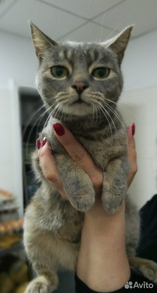 Найдена кошка в Спасске-Дальнем купить на Зозу.ру - фотография № 2