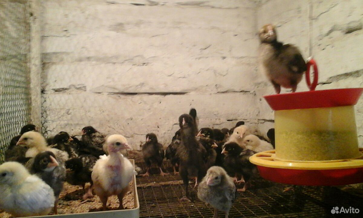 Цыплята 3 недели доминанты купить на Зозу.ру - фотография № 1