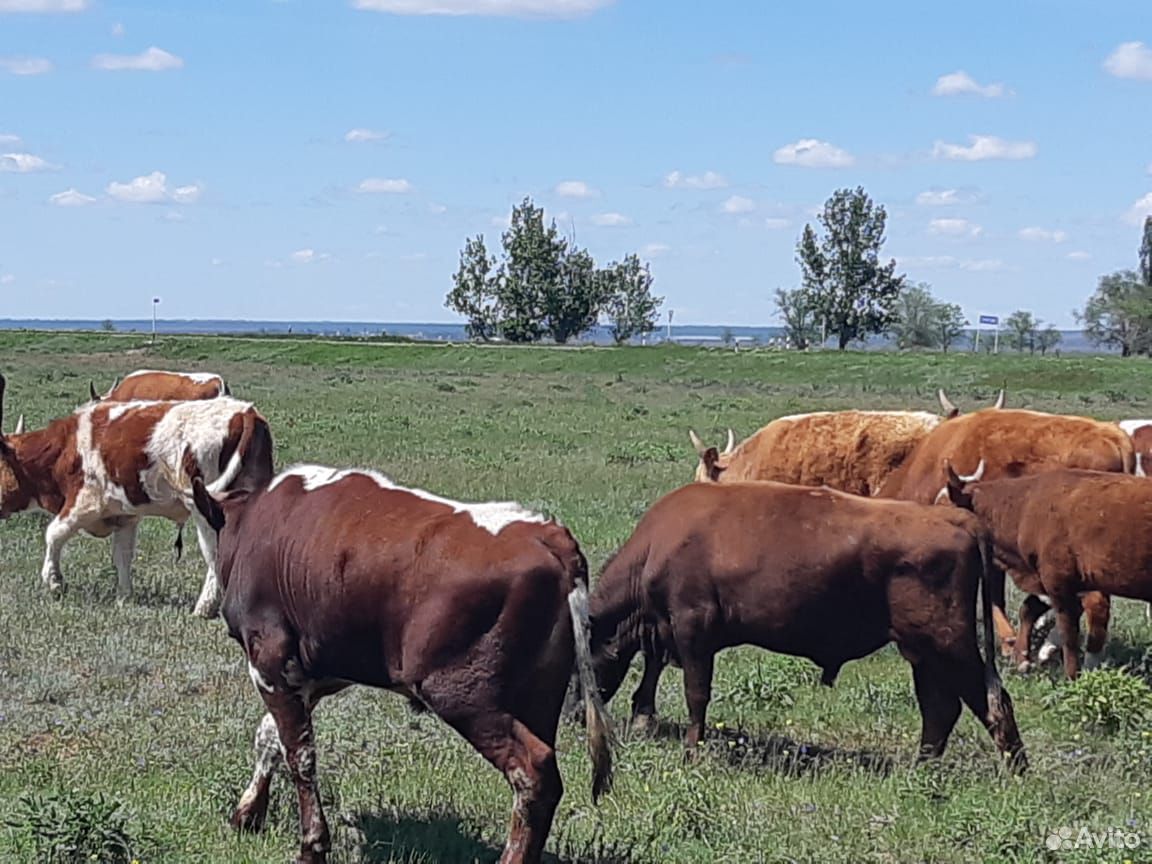 Бычки на продажу Алтайский край. Бычки на продажу Алтайский край красивые фото.