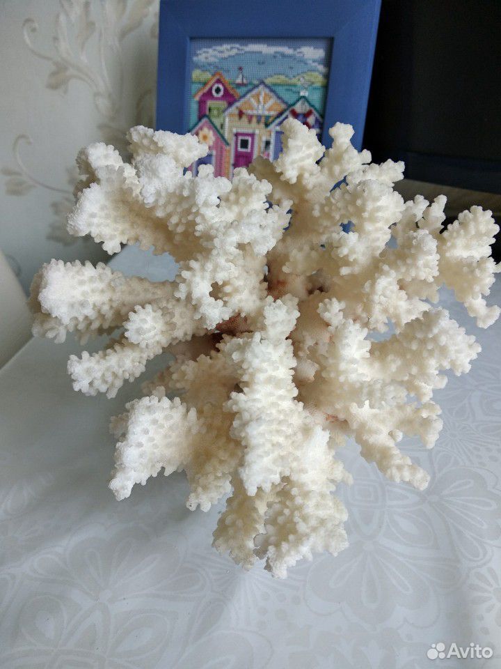 Морские кораллы купить на Зозу.ру - фотография № 1