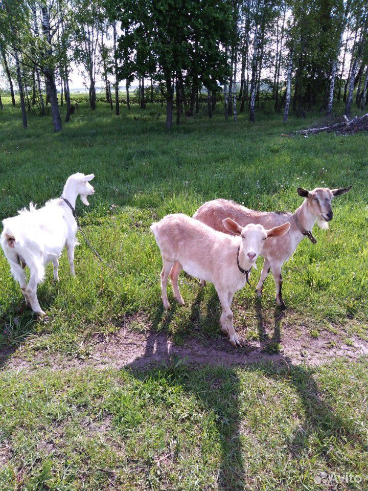 Заано-нубийские козы купить на Зозу.ру - фотография № 2