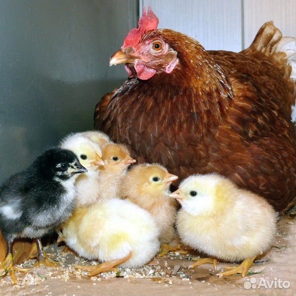 Суточные цыплята (несушка) купить на Зозу.ру - фотография № 1