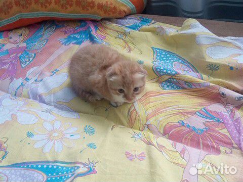 Котенок 2 месяца купить на Зозу.ру - фотография № 3