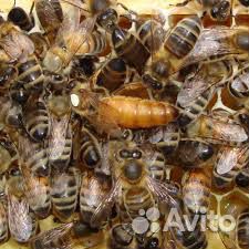 Пчелиные матки Бакфаст купить на Зозу.ру - фотография № 1