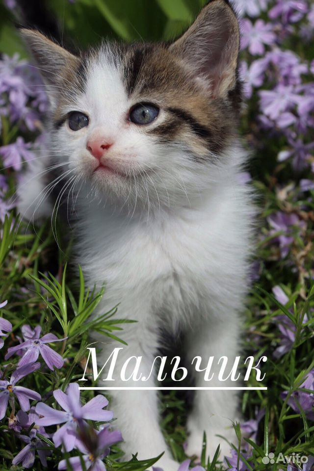 Котята от кошки Мейн-кун купить на Зозу.ру - фотография № 5