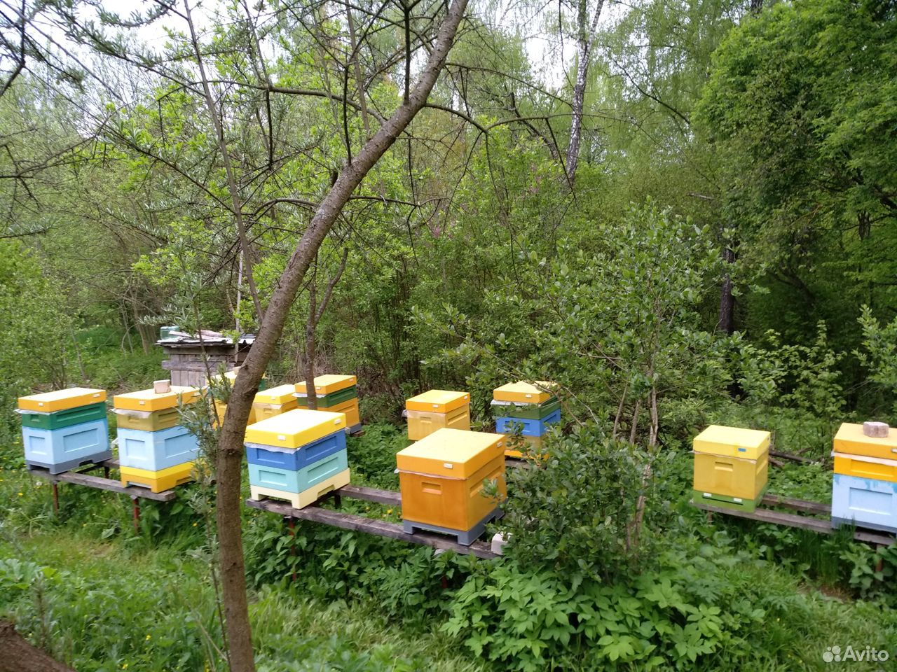 Пчелы карника, семьи, пчелосемьи, отводки купить на Зозу.ру - фотография № 1