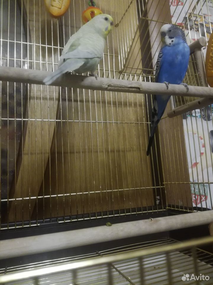 Волнистые попугайчики с клеткой купить на Зозу.ру - фотография № 1