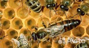 Товары для пчеловодства купить на Зозу.ру - фотография № 3