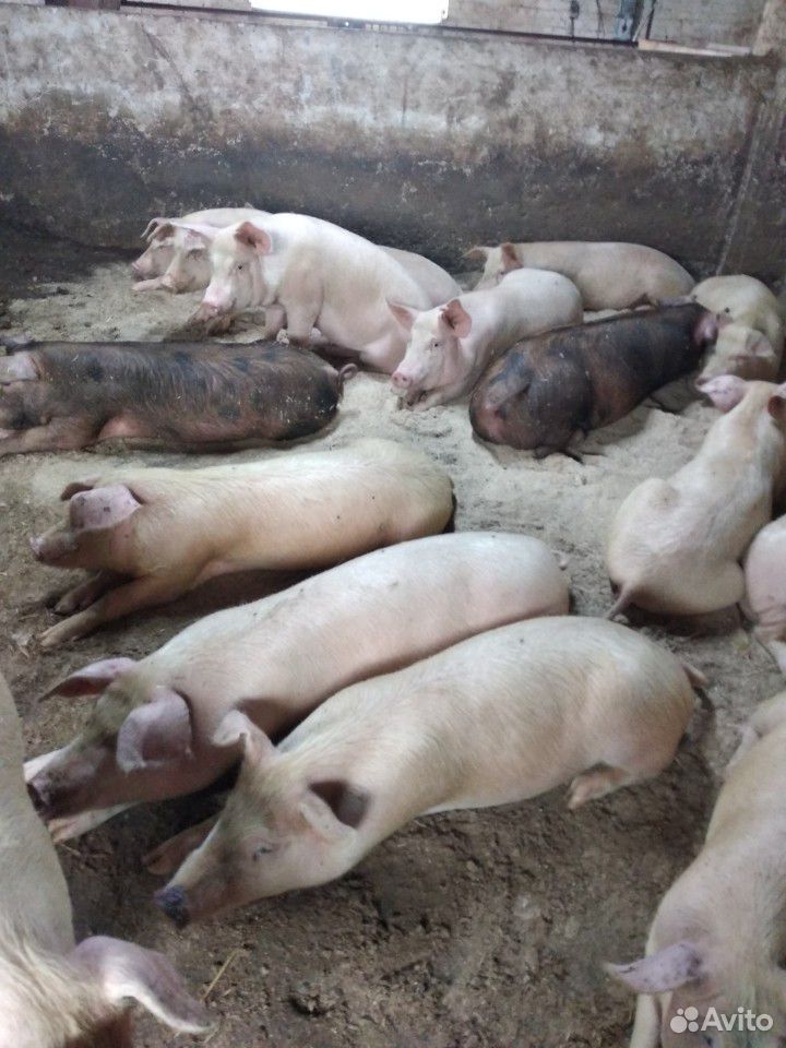 Свиньи купить на Зозу.ру - фотография № 2