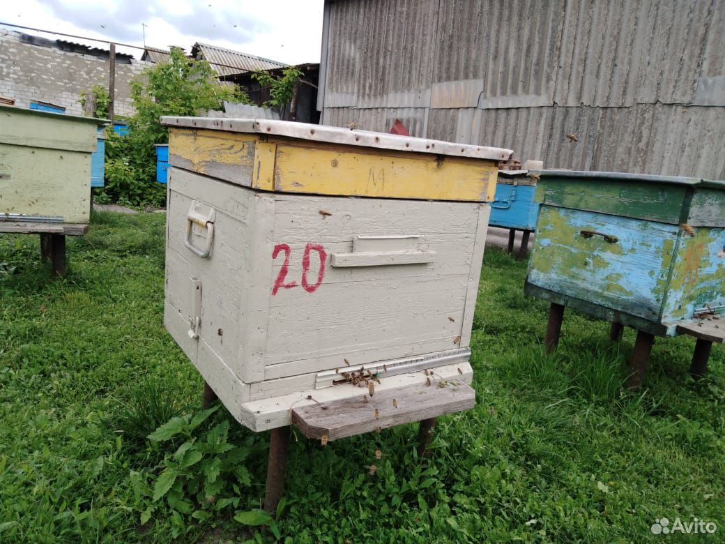Продам пчел купить на Зозу.ру - фотография № 10
