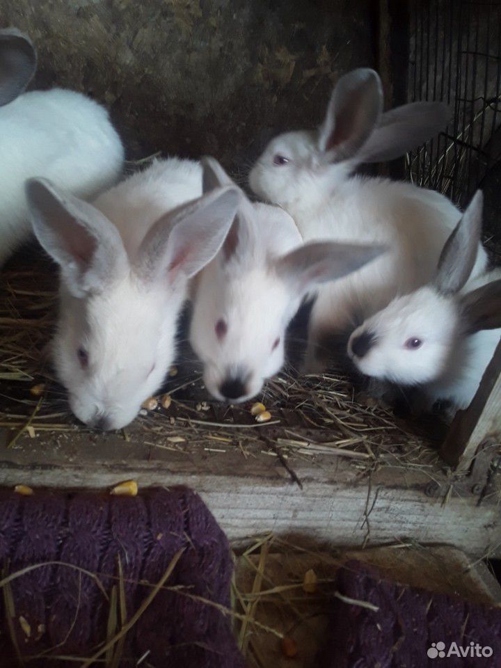 Продаются кролики купить на Зозу.ру - фотография № 6