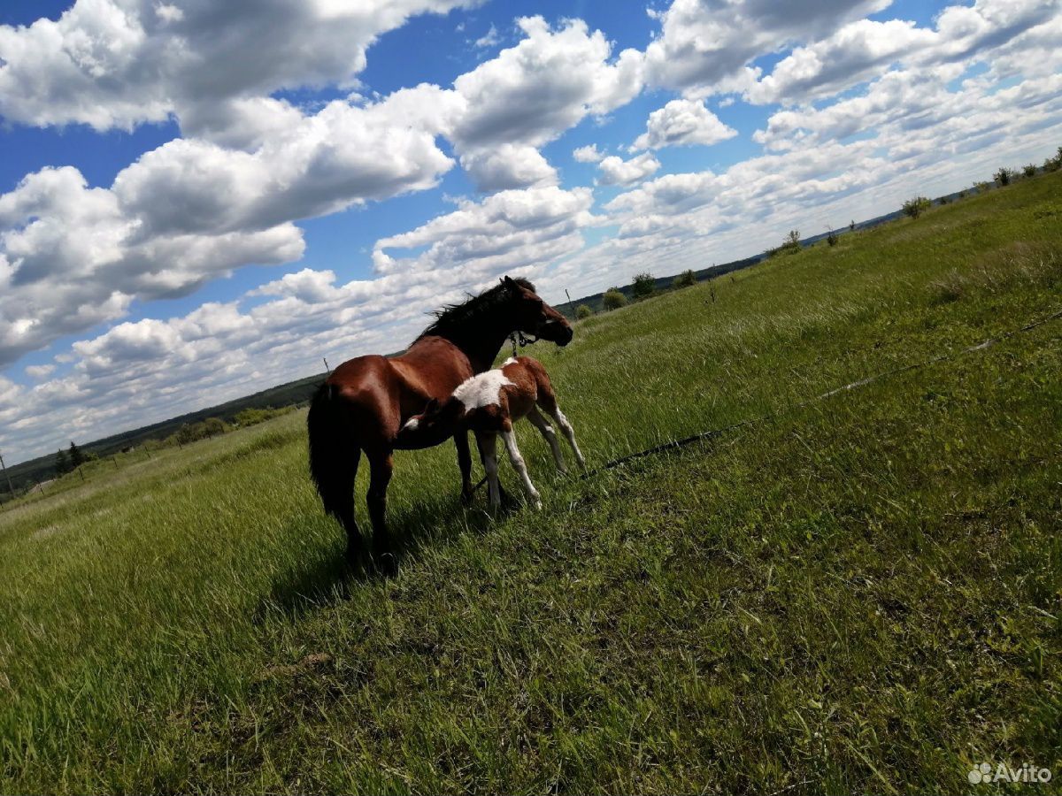 Продам рабочию лошадь с жеребенкам цена 100 т.р на купить на Зозу.ру - фотография № 2