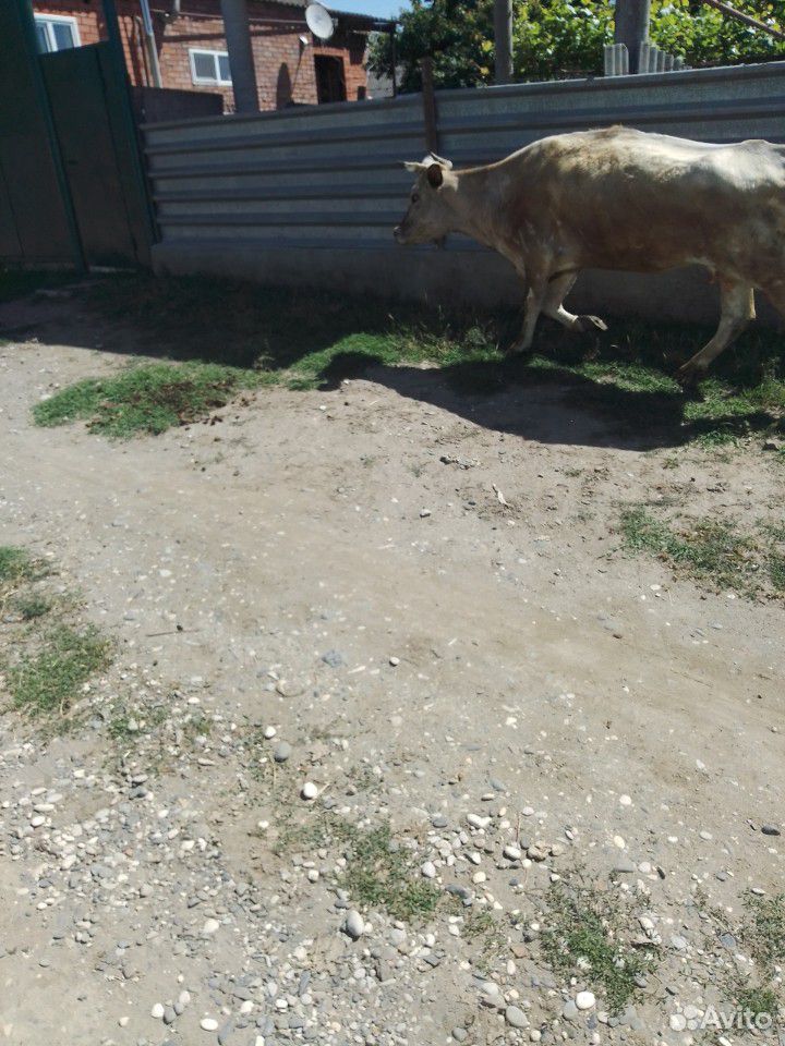 Корова и бычок купить на Зозу.ру - фотография № 1