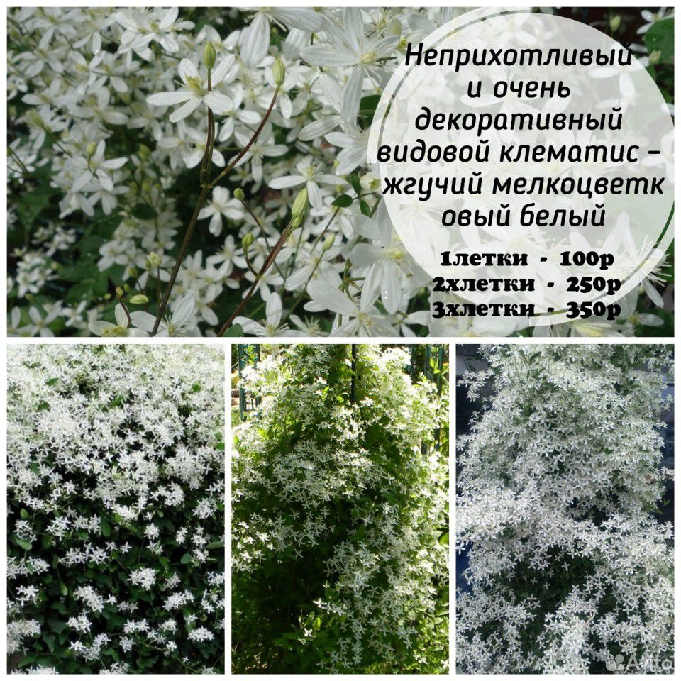 Красота сада купить на Зозу.ру - фотография № 3