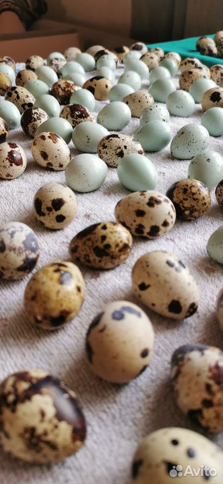 Инкубационное яйцо перепелов купить на Зозу.ру - фотография № 3