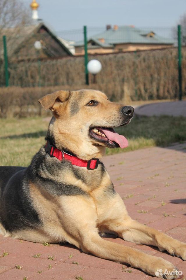 Юстас - прекрасный компаньон Собака в добрые руки купить на Зозу.ру - фотография № 6