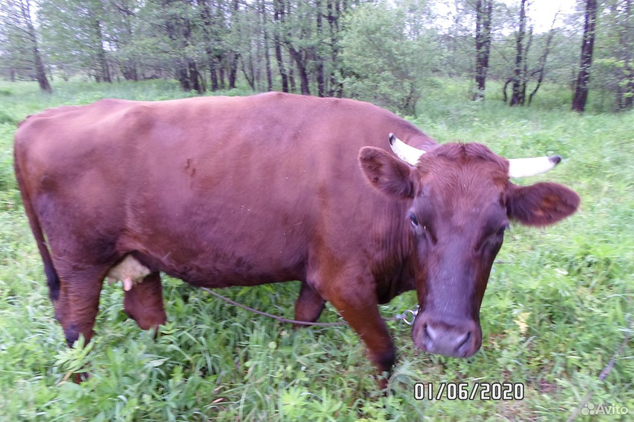 Корова на мясо купить на Зозу.ру - фотография № 6