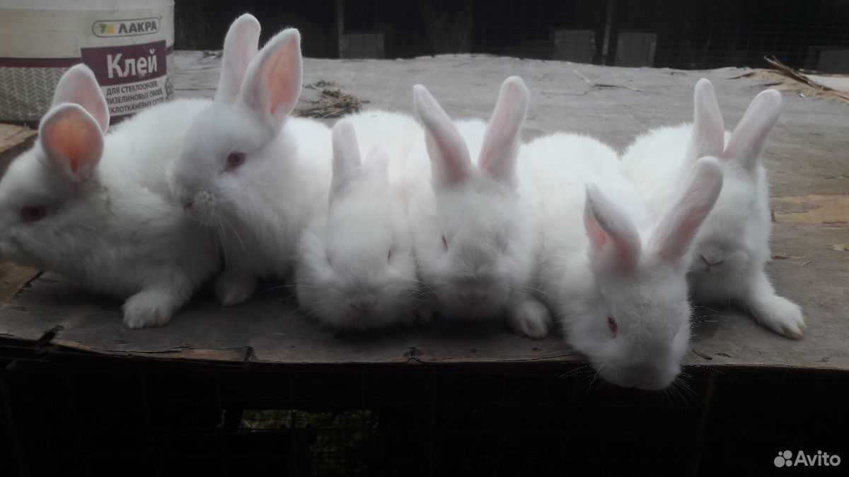 Кролики нзб(Новозиландские белые),Французкий баран купить на Зозу.ру - фотография № 8