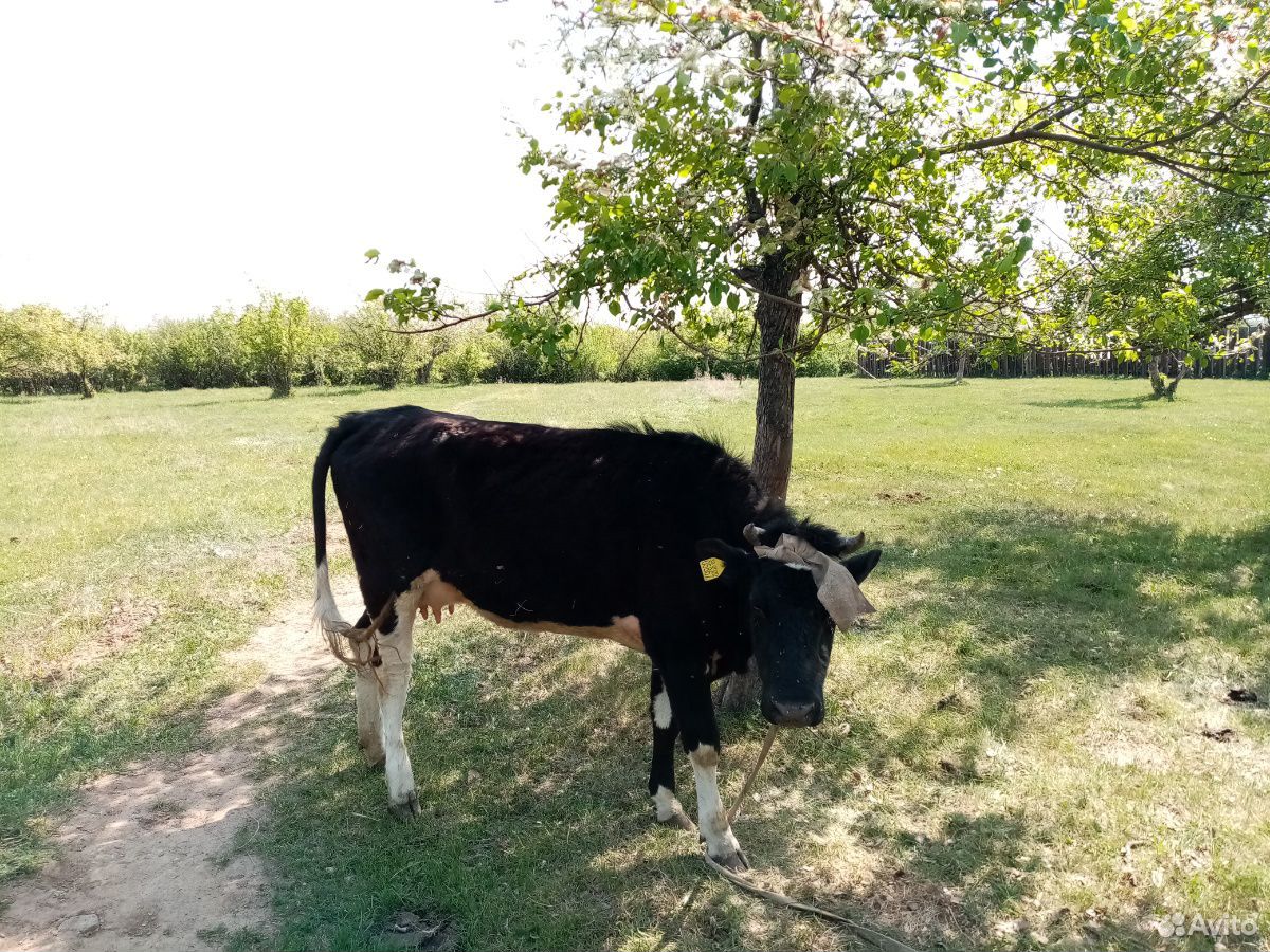 Продам быка и корову купить на Зозу.ру - фотография № 2
