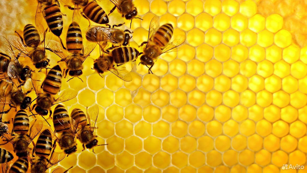 Пчёлы,ульи,рамки купить на Зозу.ру - фотография № 1
