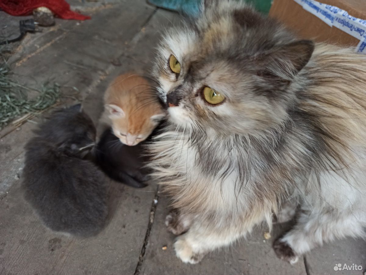 Персидские котята купить на Зозу.ру - фотография № 4