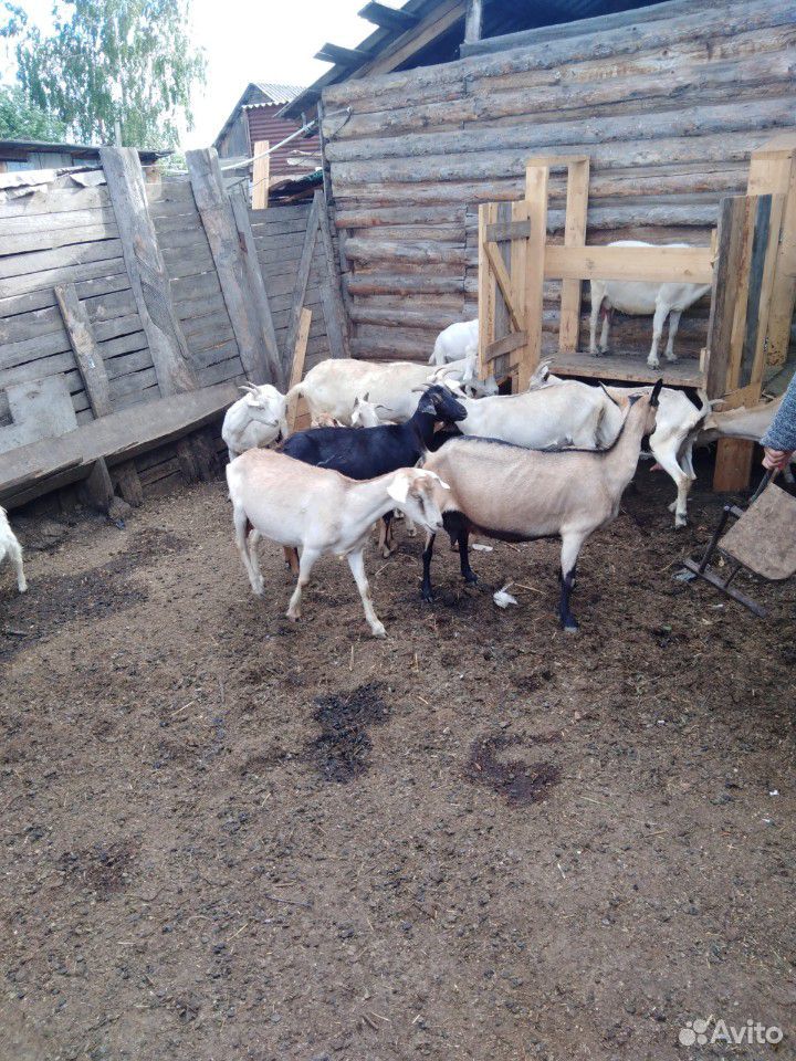 Продам дойных коз купить на Зозу.ру - фотография № 5