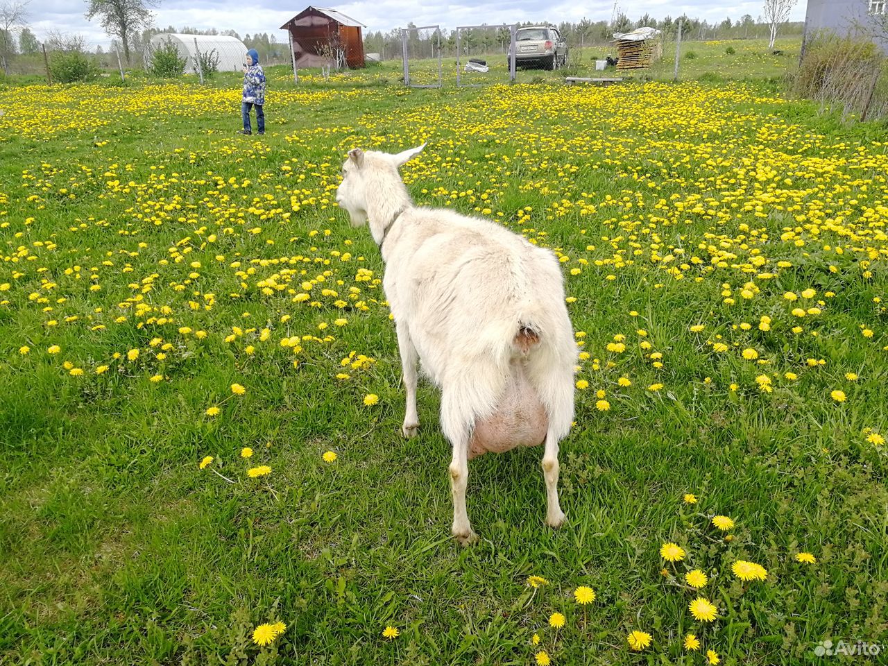 Продаётся коза, 2 козочки, 3 козлика купить на Зозу.ру - фотография № 1