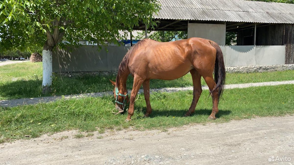 Лошадь чистокровная Английская купить на Зозу.ру - фотография № 2