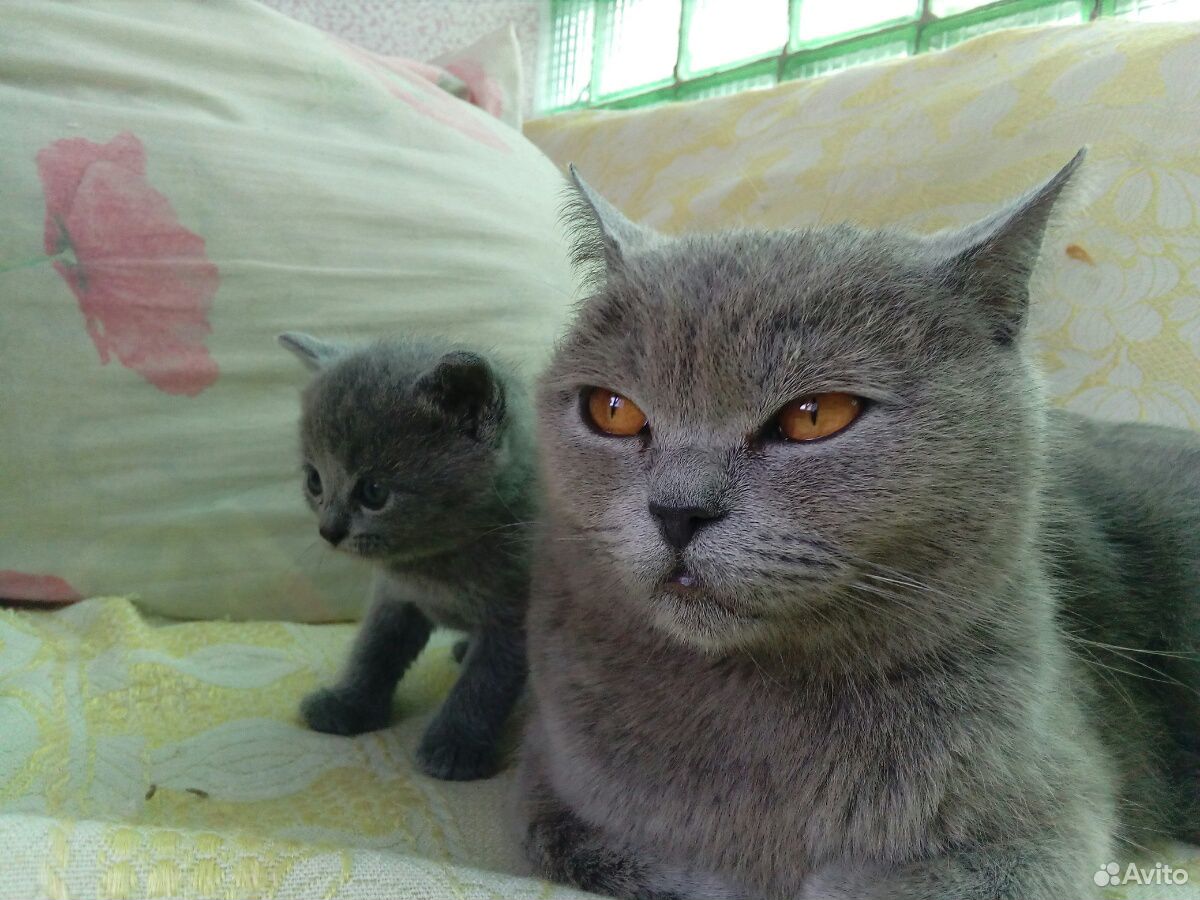 Нужно объявление нам сделать о котятах купить на Зозу.ру - фотография № 2