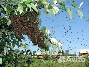 Сниму рой пчел купить на Зозу.ру - фотография № 1