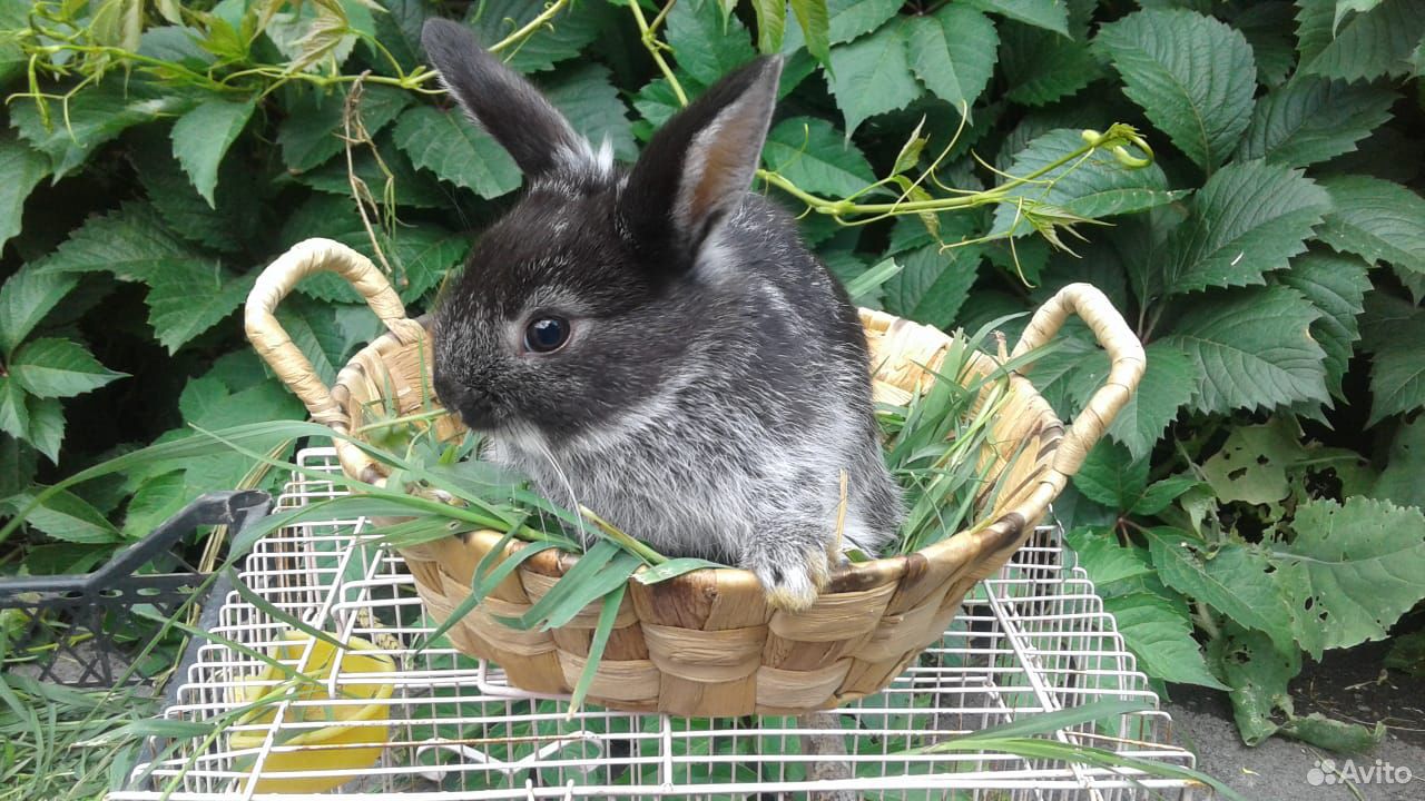 Кролик декоративный (мальчики зайчики) купить на Зозу.ру - фотография № 6