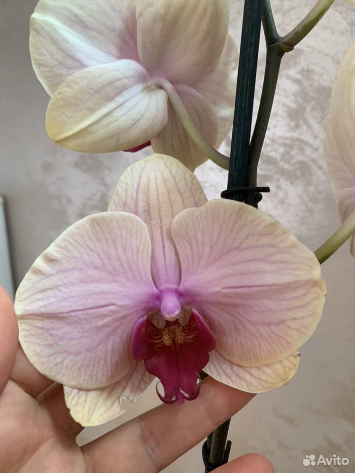 Орхидея фаленопсис, крупное растение купить на Зозу.ру - фотография № 2