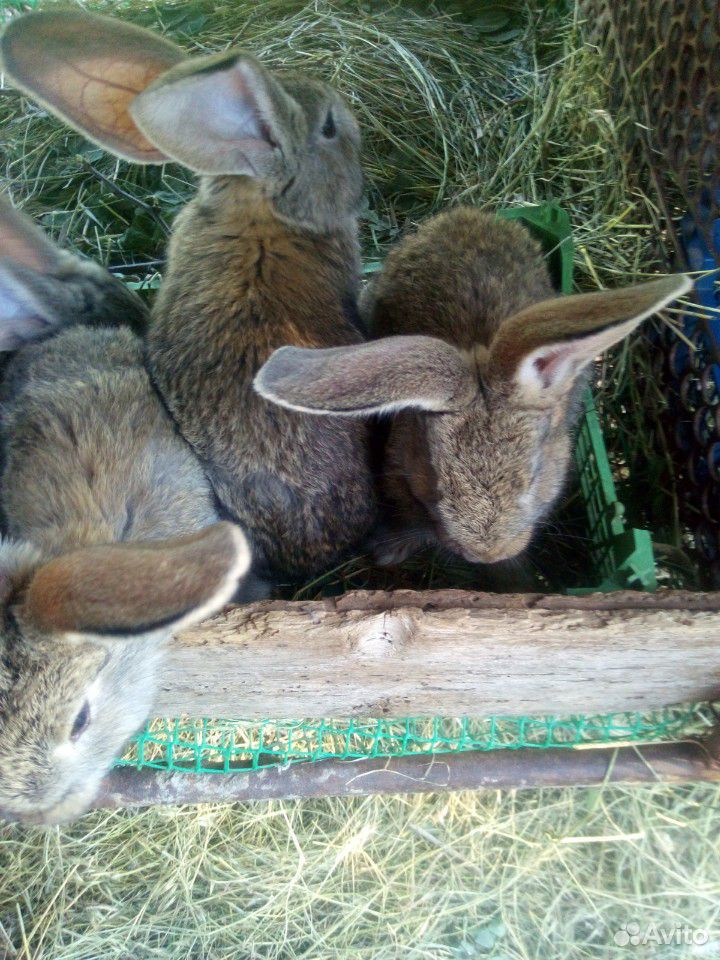 Крольчата(Крупных мясных пород купить на Зозу.ру - фотография № 5