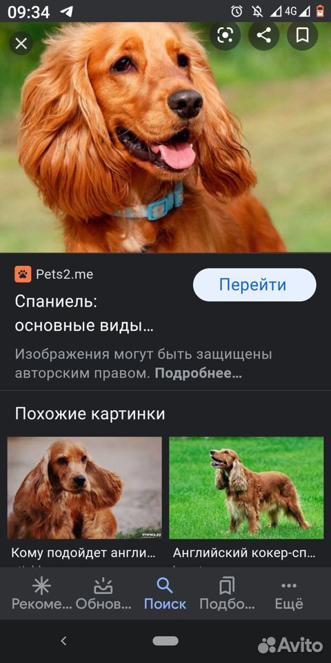 Во дворах района хпф бегает щенок Спаниеля, уже на купить на Зозу.ру - фотография № 1