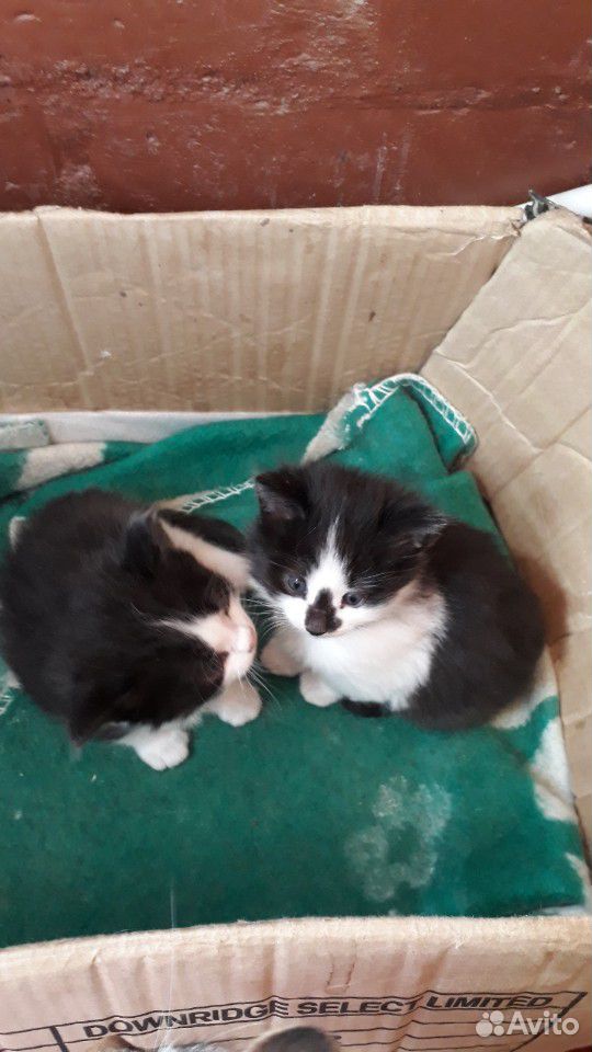 Два котенка ищут любящую семью купить на Зозу.ру - фотография № 5