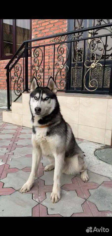 Собака Хаски купить на Зозу.ру - фотография № 1