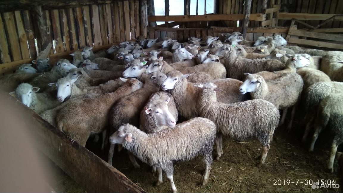 Овце-матки тексель купить на Зозу.ру - фотография № 2