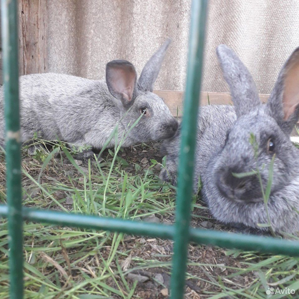 Кролики Серебро купить на Зозу.ру - фотография № 8