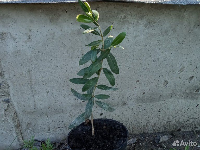 Оливковое дерево купить на Зозу.ру - фотография № 2