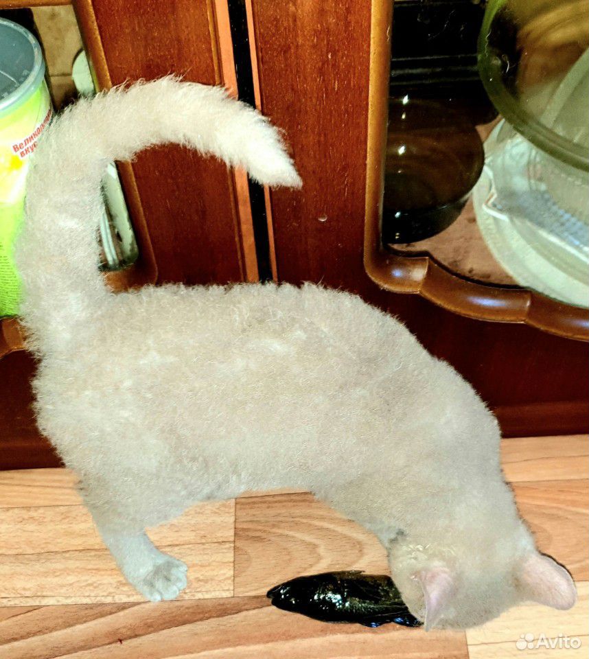 Эксклюзивный лиловый котик купить на Зозу.ру - фотография № 3