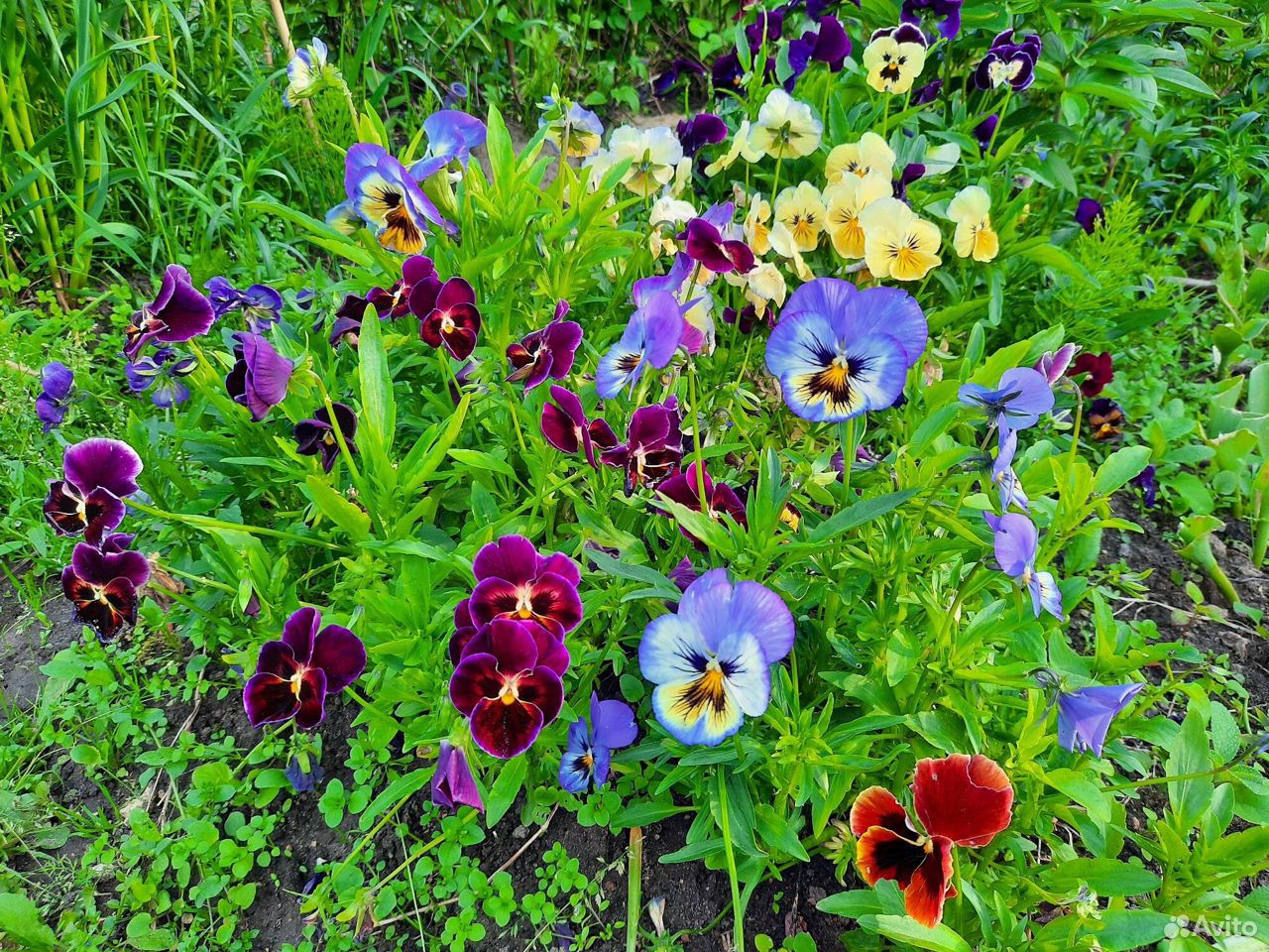 Саженцы, цветы, рассада, растения купить на Зозу.ру - фотография № 4