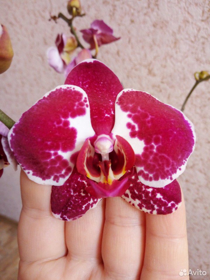 Продам орхидеи купить на Зозу.ру - фотография № 7