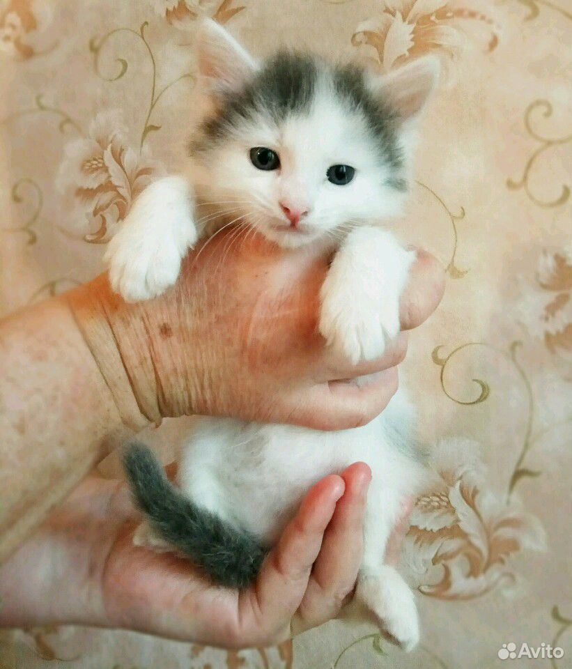 Котята в добрые руки купить на Зозу.ру - фотография № 4