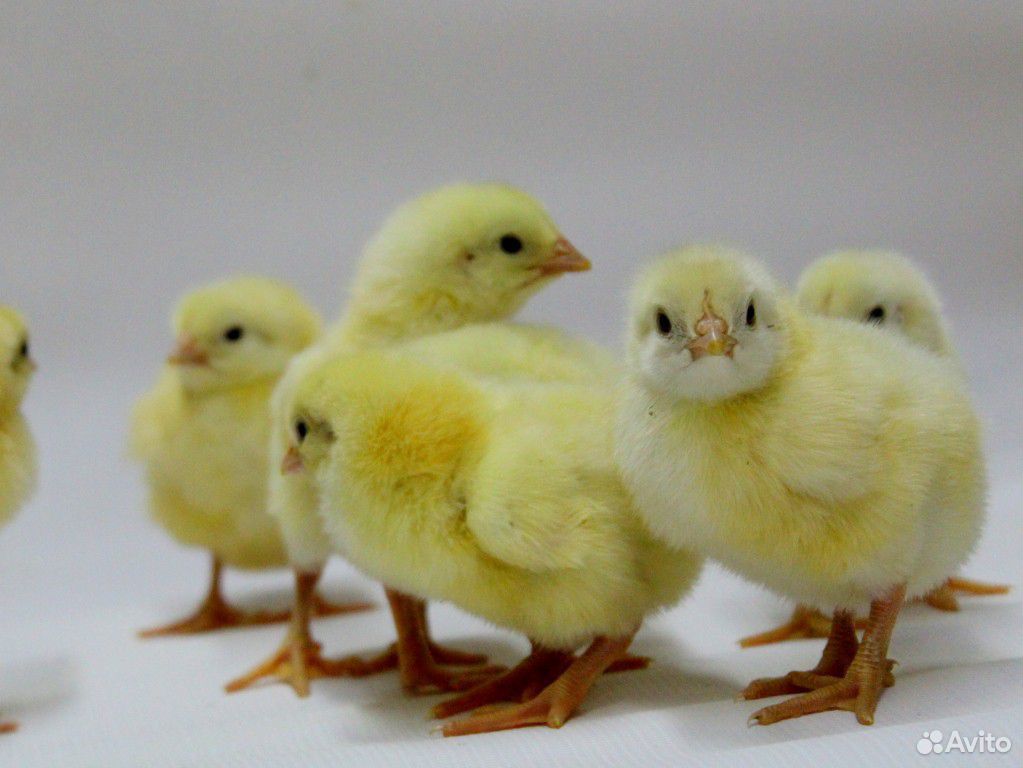 Двухнедельные цыплята бройлера купить на Зозу.ру - фотография № 1