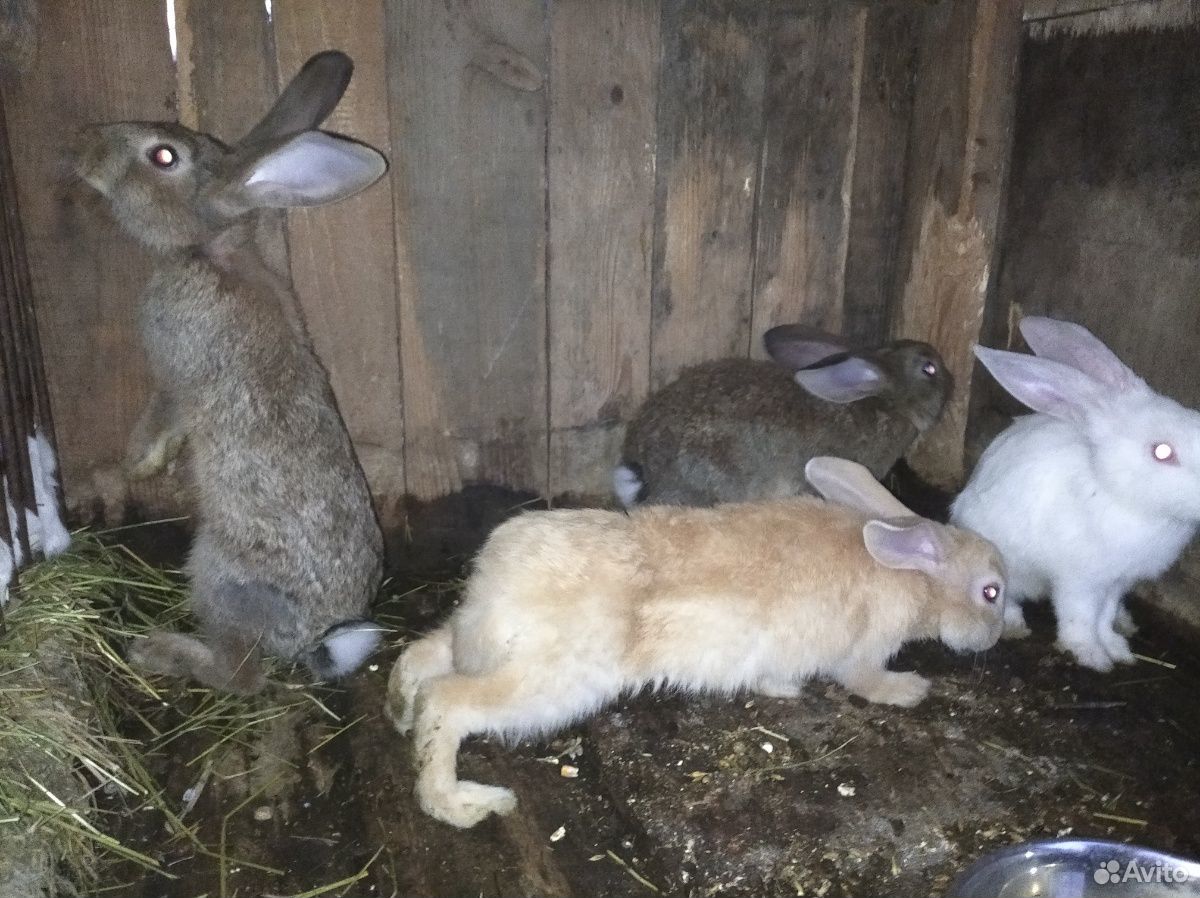 Кролы и кролихи купить на Зозу.ру - фотография № 4