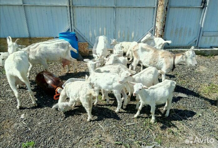 Продаю стадо коз купить на Зозу.ру - фотография № 2