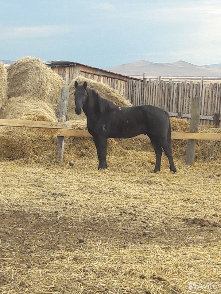 Лошади.быки купить на Зозу.ру - фотография № 8
