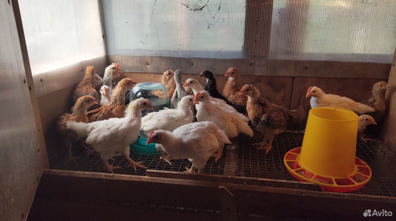 Цыплята кур разных пород купить на Зозу.ру - фотография № 6
